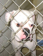deafwhiteshelterdog.jpg