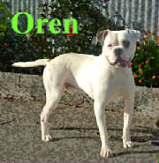 oren.jpg