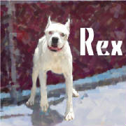 rex.jpg