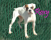 roxy2.jpg
